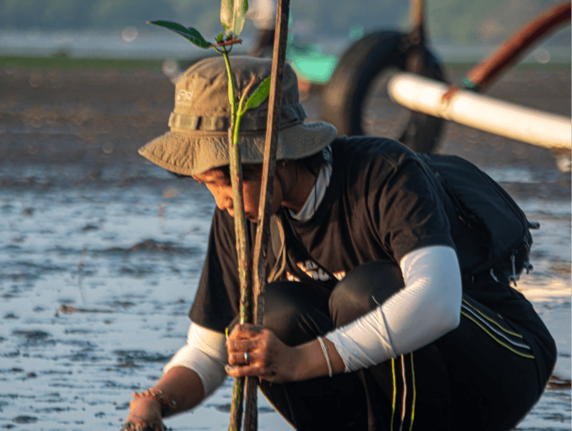 Penanaman Tunggal
